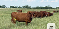 45 Red Angus Composite Cows... North TX
