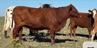 80 Beefmaster, Charolais Cross, Santa Gertrudis, Red Brangus & Crossbred Cows... Central TX