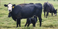 10 Angus & Black Baldy 1st-Calf Pairs... Central AR