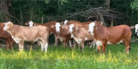 66 Braford/Tigerstripe Rep. Heifers... East TX