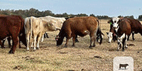 55 Beefmaster, Charolais Cross, Santa Gertrudis, Red Brangus & Crossbred Cows... Central TX