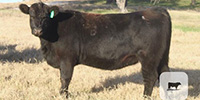 5 Angus Bred Heifers... Central TX