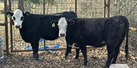 2 Brangus Baldy Bred Heifers... East TX