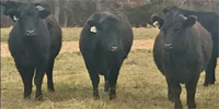 45 Purebred Angus Bred Heifers... Central MO