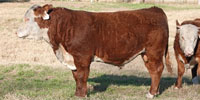 6 Reg. Line One Hereford Bulls... Northeast TX