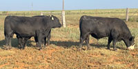 9 Angus & Hereford/Angus Bulls... TX Panhandle