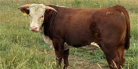 1 Reg. Horned Hereford Bull... Southeast KS