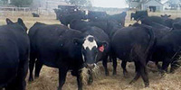 43 Angus Bred Heifers… North TX