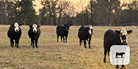 13 Angus Cross BWF Bred Heifers... Northeast TX