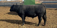 9 Angus & Black Baldy Bulls... TX Panhandle