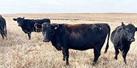 25 Angus, BWF & Red Angus Bred Heifers... Southeast KS