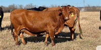 80 Angus, Brangus, Beefmaster & Charolais Crossbred Cows w/ 5+ Calves... Central TX