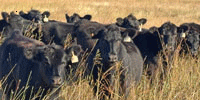210 Angus Bred Heifers... N. Central OK