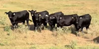 32 SimAngus Bred Heifers... Northeast TX
