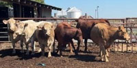 10 Red Angus & Charolais Cross Cows... W. Central IN