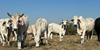 18 Brahman & Brahman Cross Cows... Central TX