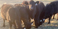 5 Angus Bred Heifers... E. Central MO