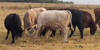 90 Angus, SimAngus, Red Angus & Charolais Cows... Southwest MO