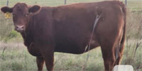 13 Red Angus & Red Baldy Bred Heifers... Central OK