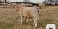 7 Reg. Charolais Bulls... North TX