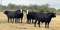 30 Brangus & Brangus Baldy Bred Heifers... S. Central TX