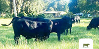 30 Brangus & UltraBlack Rep. Heifers... Central FL