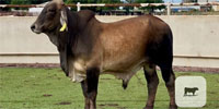 2 Brahman Bulls for Sale or Lease... Central TX