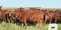 25 Reg. Red Angus Bred Heifers... E. Central CO