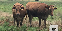 4 Reg. Full-Blood Akaushi Bred Heifers... Northeast TX