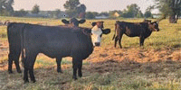 30 Angus & Black Baldy Bred Heifers... Central AR