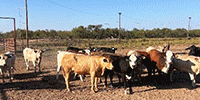 31 Crossbred Bred Heifers... TX South Plains