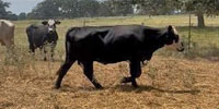 16 Crossbred Cows... S. Central TX