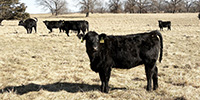 65 Angus & Black Baldy Bred Heifers... Southwest MO
