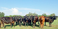 16 Angus Cows w/ 4+ Calves... South TX