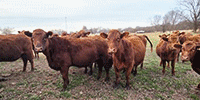 69 Red Angus Bred Heifers... Northeast OK