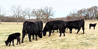 22 Angus 1st-Calf Heifers w/ 13+ Calves... Southwest MO