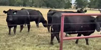 15 Angus Cows... Northeast TX