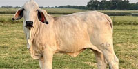 2 Reg. Brahman Rep. Heifers... East TX