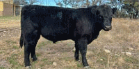 3 Reg. Angus Bulls... Central TX