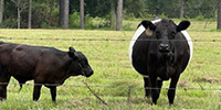 17 Belted Galloway Cows w/ 5+ Calves... Southwest AL