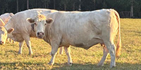 11 Reg. Charolais Cows w/ 5+ Calves... Central LA