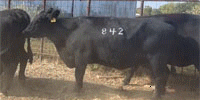 5 Reg. Angus Cows... East TX