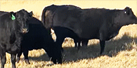 150	Angus Cows... Southwest ND