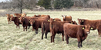 22 Red Angus Bred Heifers... Southwest MO