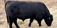 6 Reg. Angus Bulls... South TX