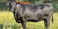 20 Angus, 'BWF', Red Angus & Charolais Cows... Southeast OK