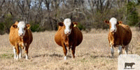 45 Reg. Simmental Cows.. East TX
