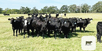 150	Brangus & Brangus Baldy Rep. Heifers... Southeast TX