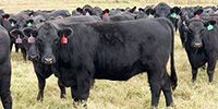 95 Angus Bred Heifers... Central OK