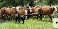 30 F1 Braford/Tigerstripe Bred Heifers w/6+ Calves... East TX